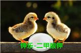 1千斤水兌200克二甲酸鉀可以控制壞死性腸炎和維持高效的雞肉生產