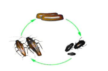 诚建除四害白蚁防治告诉您：蟑螂为什么越灭越多