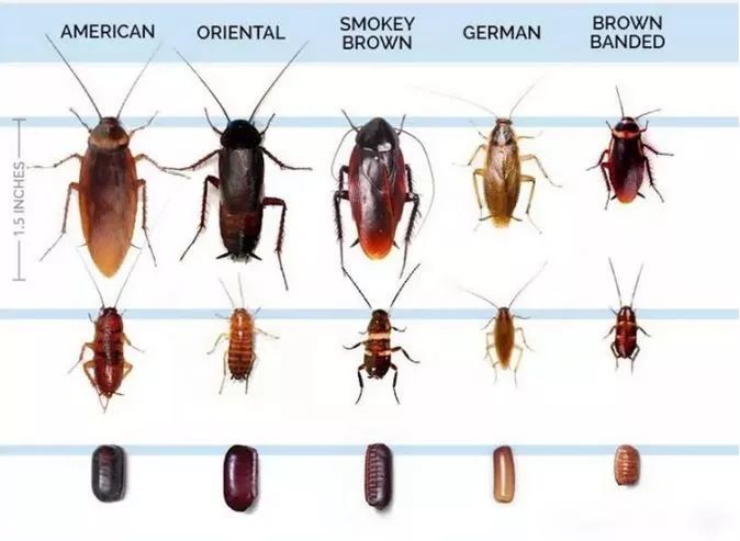 诚建除四害白蚁防治解析为什么我的家中有蟑螂？