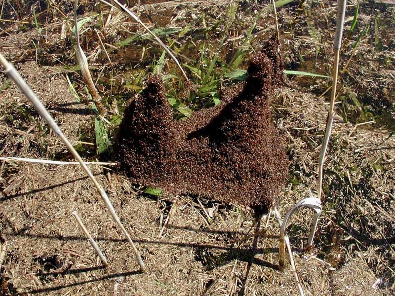 中山除四害白蚁防治介绍白蚁天敌甲虫设置的绿光陷阱