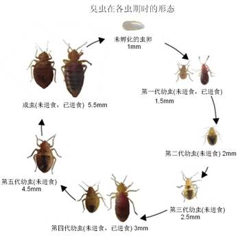 诚建除四害白蚁防治的十二种巧妙xx臭虫的方法