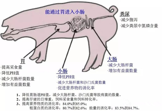 山东华瑞牧业饲料级二甲酸钾对仔猪腹泻的影响