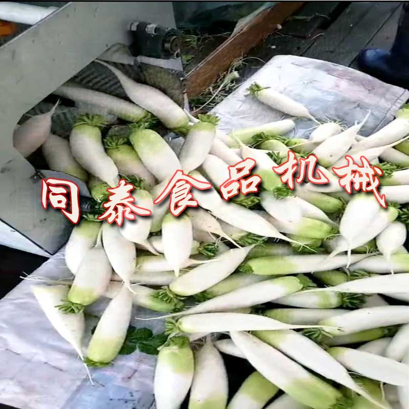 全自動(dòng)毛輥白蘿卜清洗機(jī)