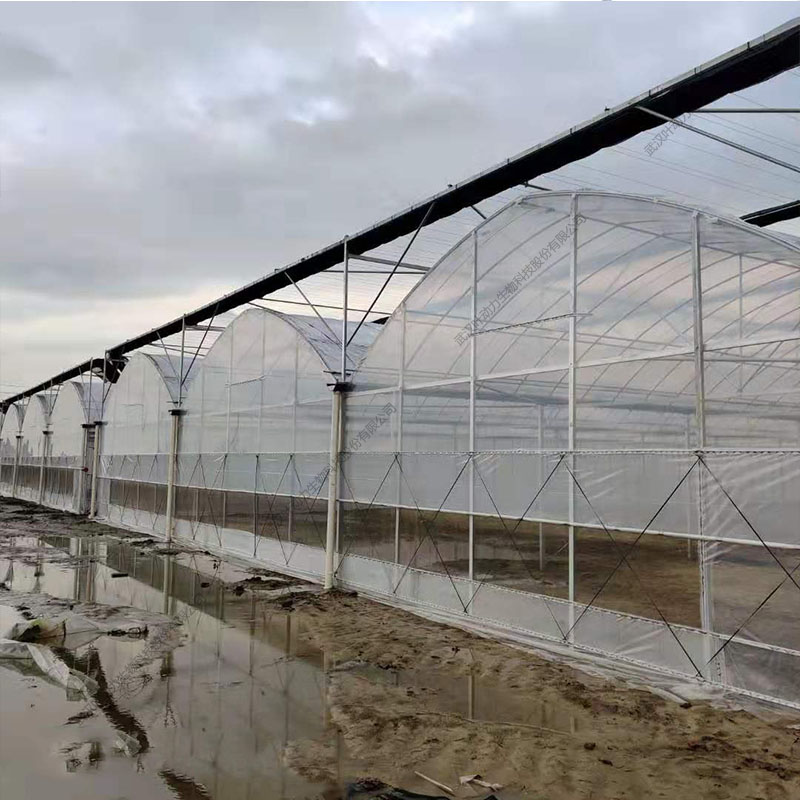 城市現代農業 大型連棟水培溫室 蔬菜種植