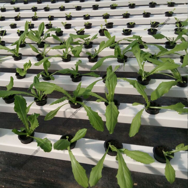 城市現代農業 大型連棟水培溫室 蔬菜種植原始圖片2