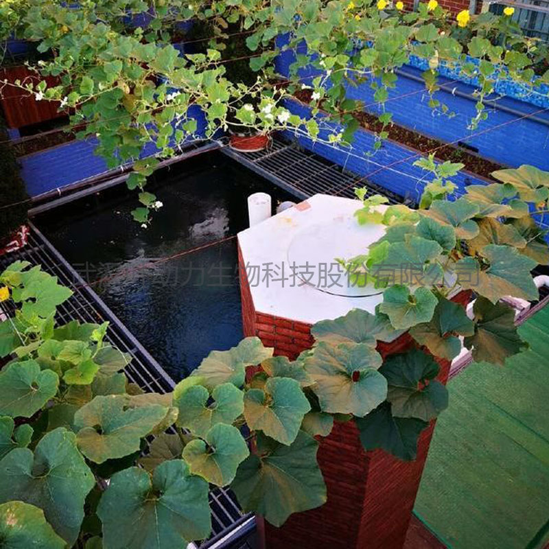 陽臺種植 綠色農業 魚菜共生系統原始圖片2
