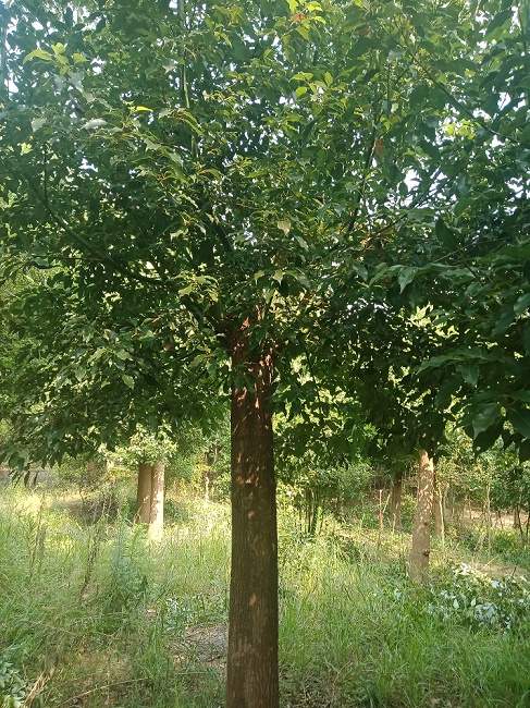 供應(yīng)20公分香樟樹價(jià)格