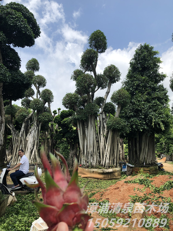 福建云朵小叶榕桩头树直发