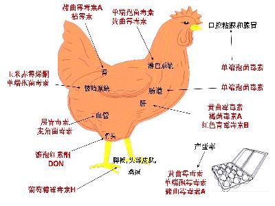 霉菌毒素对蛋鸡影响