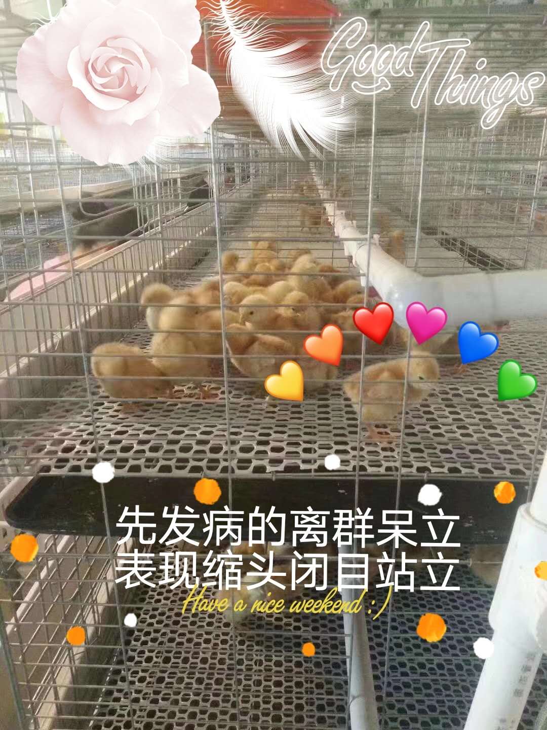 怎樣養少生病不生病的雞 料中寶養殖戶的福音