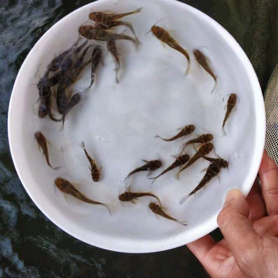 雜交黃骨魚(yú)苗